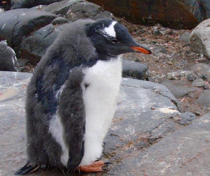 Antartica Trip Dick Pace Penguin