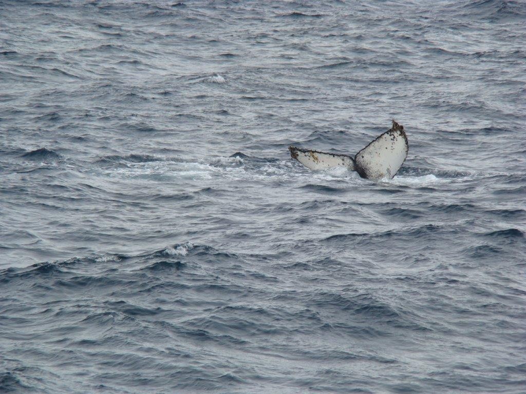 DIck-Pace-Antartica-Whale-Fin-Last day on corinthian 102